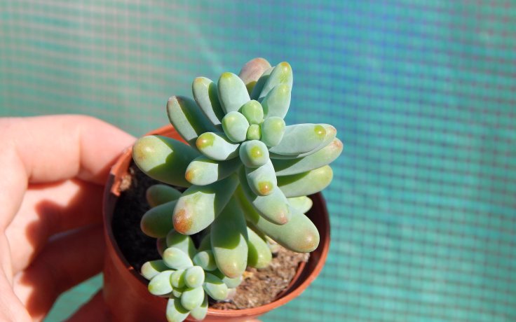 Sedum pachyphyllum Koigokoro
