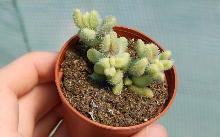 Delosperma echinatum variegata