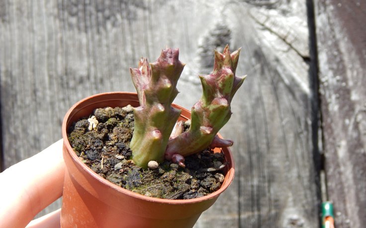 Orbea variegata Lazy