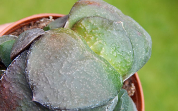 Gasteria nitida var. armstrongii Dwarf - sukulenty