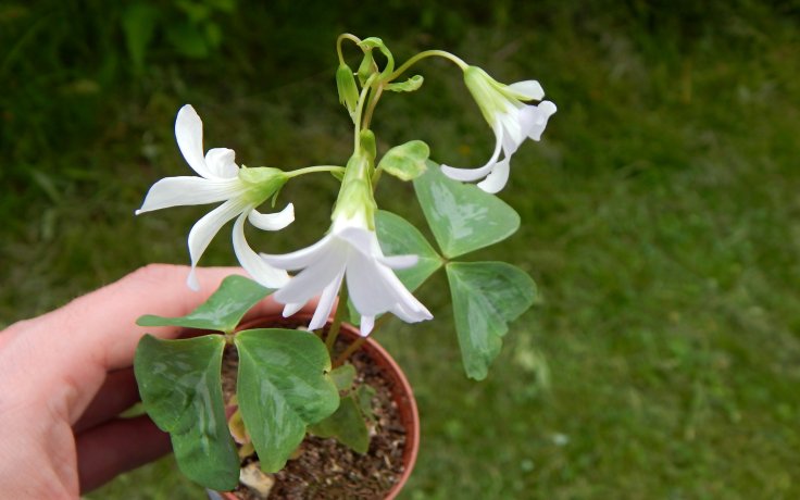 Oxalis triangularis Fanny sukulent