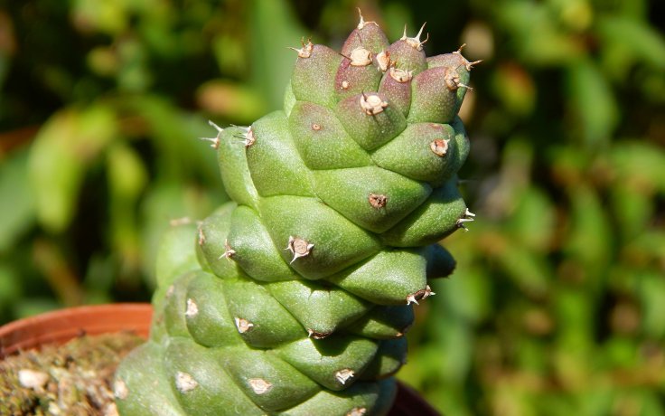 Euphorbia ritchiei sukulent