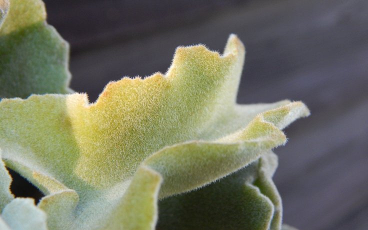 Kalanchoe beharensis Major - velký sukulent