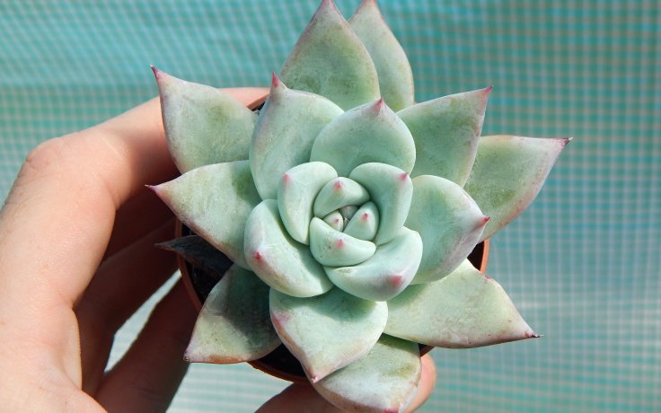 Echeveria Blue-Bird sukulenty