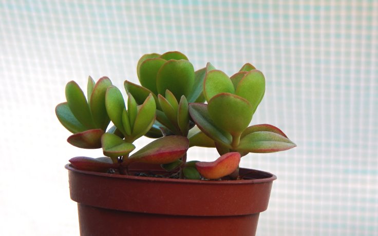 Crassula platyphylla Green Surprise na parapet