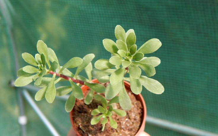 Sedum oxypetalum sukulenty a kaktusy