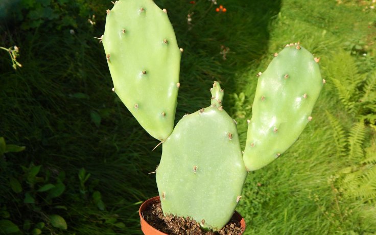 Opuntia orbiculata
