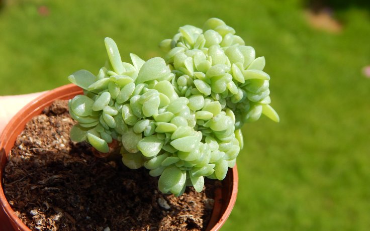 Echeveria Swirl cristata Fresh - sukulenty a kaktusy