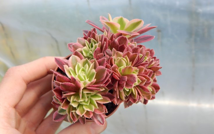 Aeonium Pink Witch cristata - nádherný sukulent