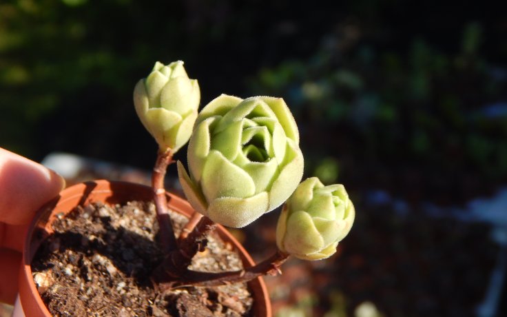 Aeonium Ballerina Reversion sukulenty