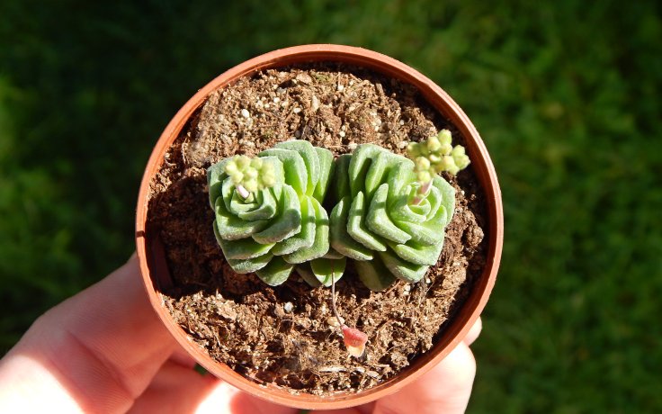 Crassula Dorothy sukulenty a kaktusy