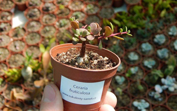 Ceraria fruticulosa sukulenty samek