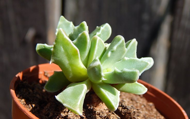 Faucaria bosscheana var. albiflora