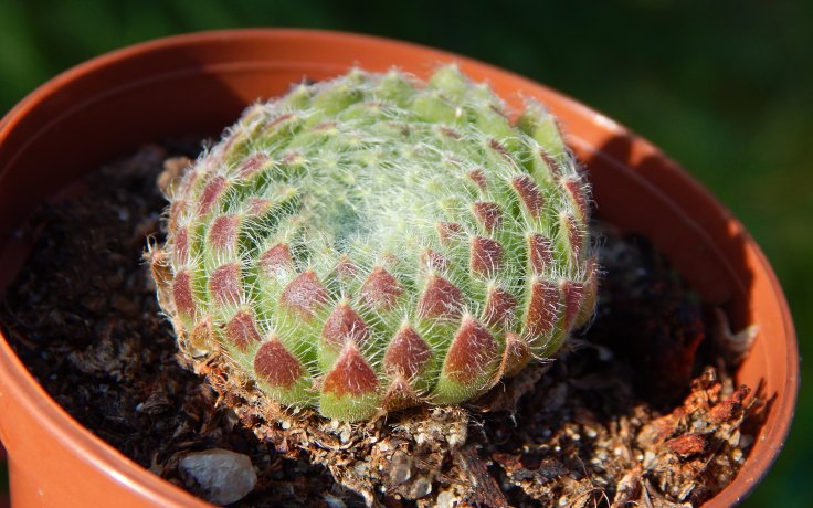 Sempervivum ciliosum