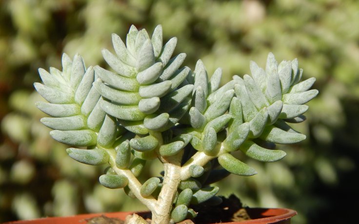 Sedum booleanum (Mexický rozchodník)