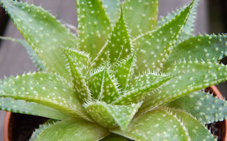 Aloe aristata