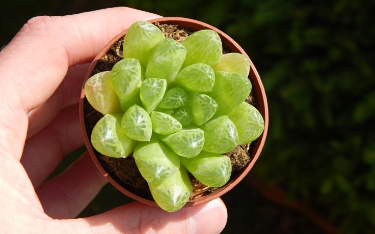 Haworthia cymbiformis var. longifolia pokojovka