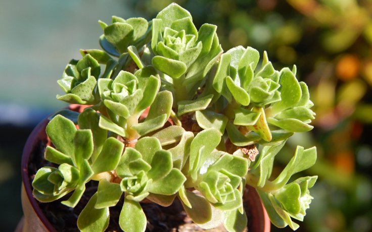 Aeonium spathulatum Dwarf