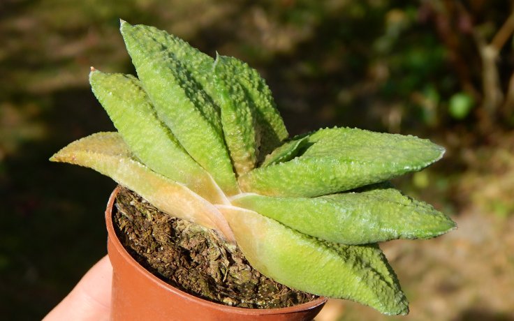 Gasteria nitida var. armstrongii
