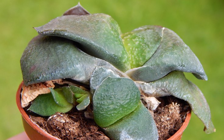 Gasteria nitida var. armstrongii Dwarf
