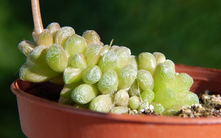 Anacampseros filamentosa subsp. tomentosa drobný sukulent