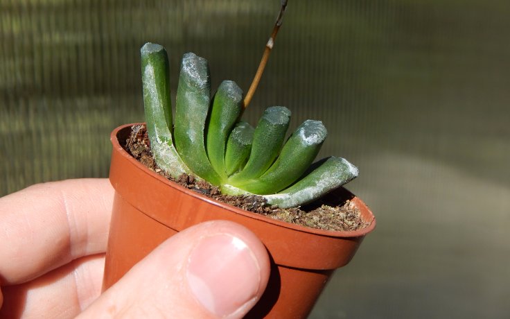 Haworthia truncata sukulentní rostlina