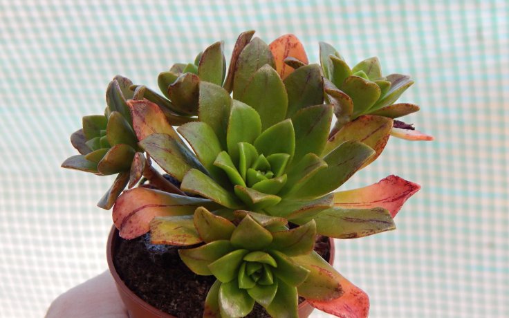 Aeonium Bronze Medal - sukulenty a kaktusy