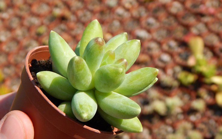 Pachyphytum compactum nenáročný sukulent