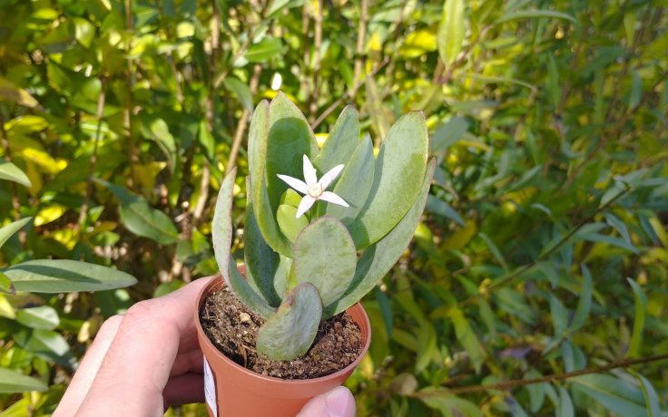 Crassula Blue Bird Longifolia blooms