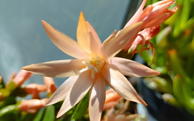 Schlumbergera gaertneri Orange - vánoční kaktus
