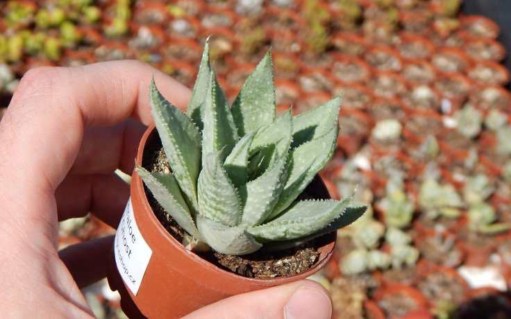 Gasteraloe Grey Ghost pokojový sukulent