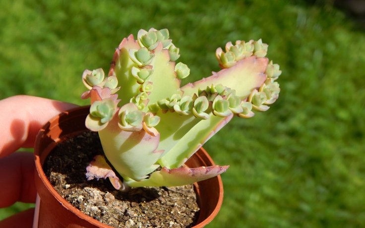 Kalanchoe laetivirens sukulenty a kaktusy samek