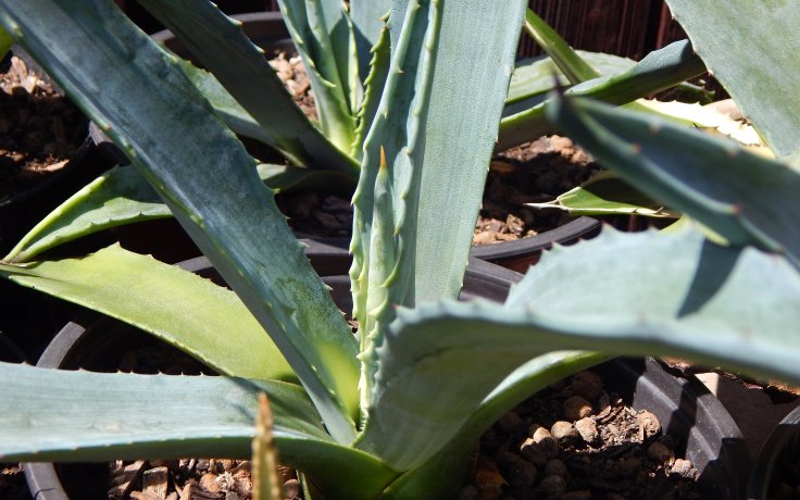 Agave americana - velký sukulent