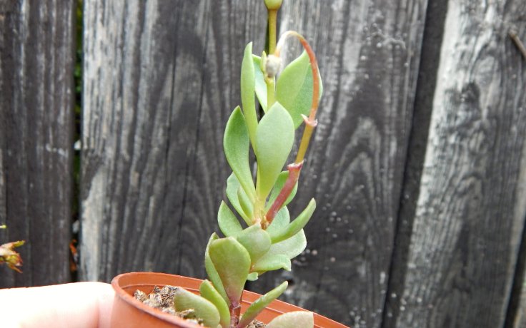 Grahamia coahuilensis