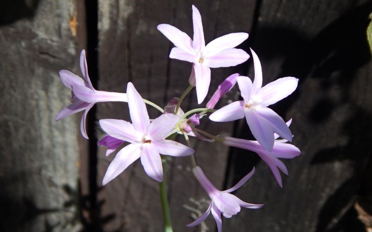 Tulbaghia violacea variegata