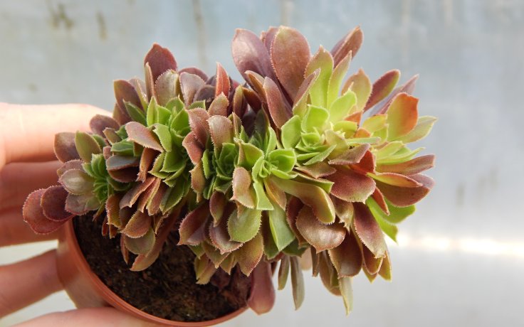 Aeonium Blushing Beauty cristata sukulenty