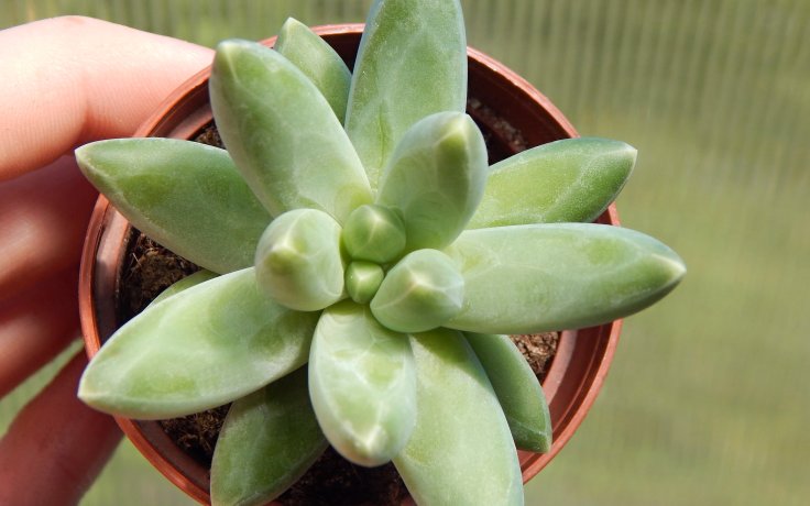 Pachyphytum compactum White - pokojový sukulent