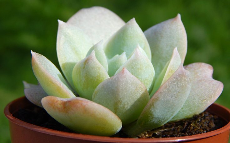 Echeveria Blue Mist sukulenty