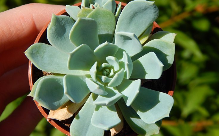 Echeveria La Reforma