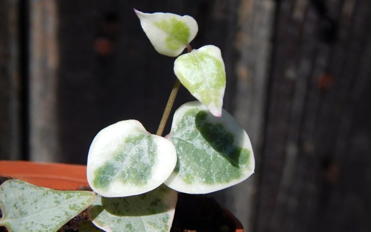 Ceropegia Merel - převislý sukulent