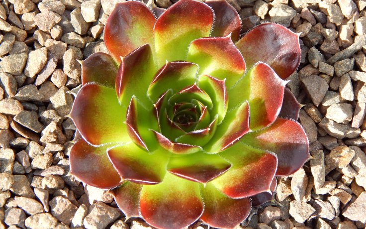 Jovibarba heuffelii Torrid Zone