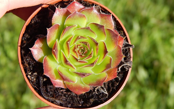 Jovibarba heuffelii Wilma - Hens and chicks