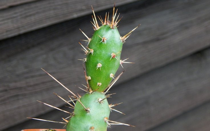Opuntia fragilis - cold hardy cactus