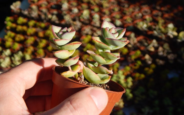Crassula perforata Giant pokojové sukulenty
