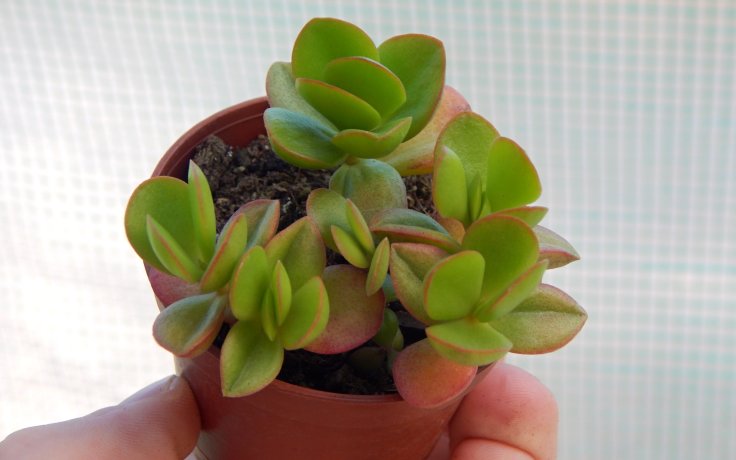Crassula platyphylla Green Surprise
