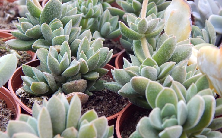 Crassula Stone Age Silver - succulent shop