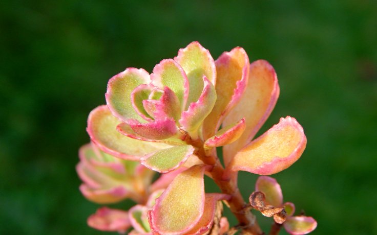 Sedum spurium Tricolor