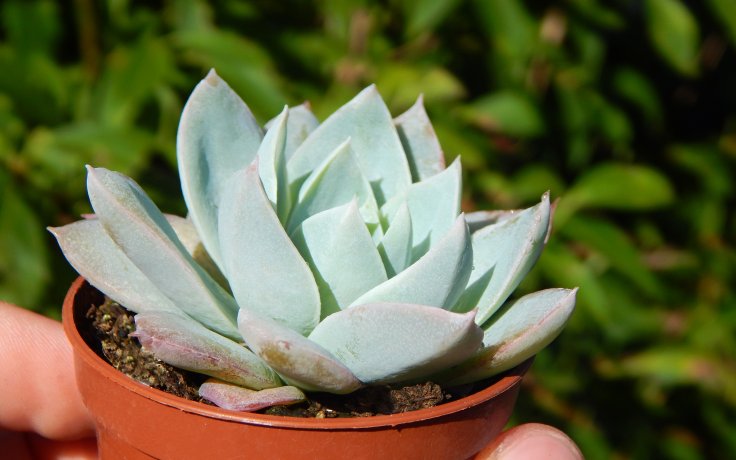 Sedum suaveolens rozchodník jako dužnatka