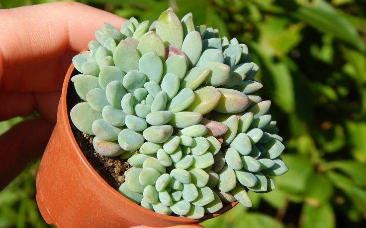 Echeveria subcorymbosa Lau 30 Puebla - mexický sukulent