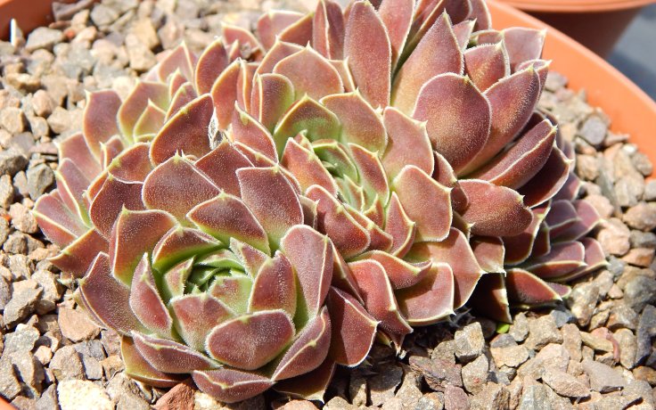 Jovibarba heuffelii Carl von Linne